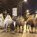 Police round up camels after found on Madrid streets