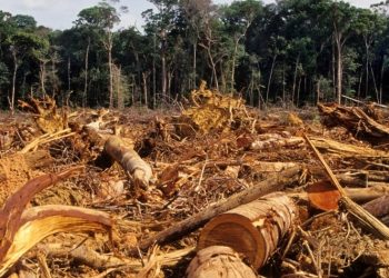 Nigeria launches REDD+ to tackle deforestation