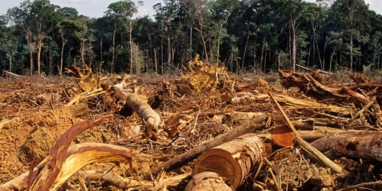 Nigeria launches REDD+ to tackle deforestation