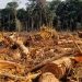 Nigeria launches REDD+ to tackle deforestation