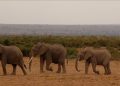 Kenya uses satellite-linked GPS collars to protect elephants, people