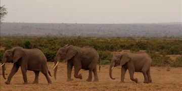 Kenya uses satellite-linked GPS collars to protect elephants, people