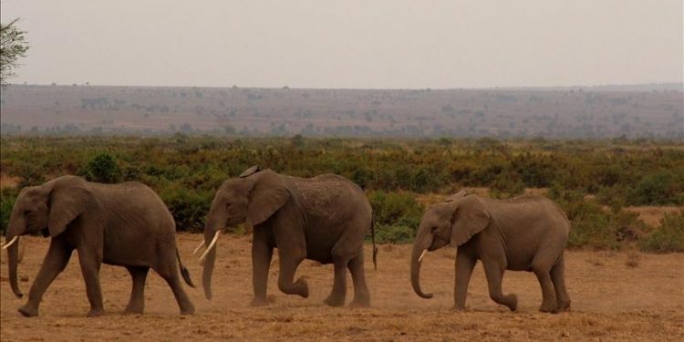 Kenya uses satellite-linked GPS collars to protect elephants, people