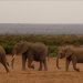 Kenya uses satellite-linked GPS collars to protect elephants, people