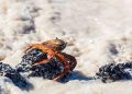 Thousands of dead sea animals wash up on English coastline