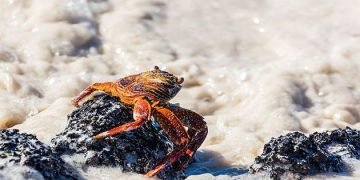Thousands of dead sea animals wash up on English coastline