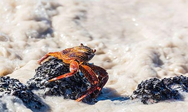 Thousands of dead sea animals wash up on English coastline