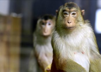 Monkeys terrorize farmers, destroy crops in Tanzanian villages