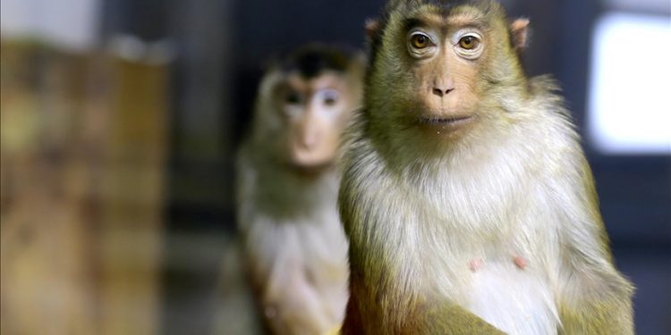 Monkeys terrorize farmers, destroy crops in Tanzanian villages