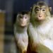 Monkeys terrorize farmers, destroy crops in Tanzanian villages