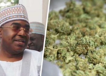 Too many Nigerians taking cannabis; legalising it will destroy Nigeria: Marwa