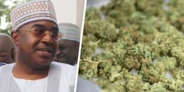 Too many Nigerians taking cannabis; legalising it will destroy Nigeria: Marwa