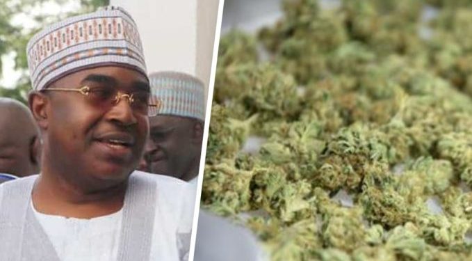 Too many Nigerians taking cannabis; legalising it will destroy Nigeria: Marwa