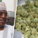 Too many Nigerians taking cannabis; legalising it will destroy Nigeria: Marwa