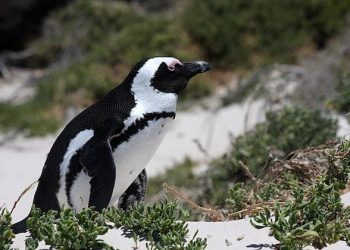 After 1,900 mile journey from Antarctica, penguin found in New Zealand