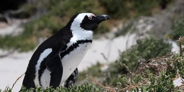 After 1,900 mile journey from Antarctica, penguin found in New Zealand