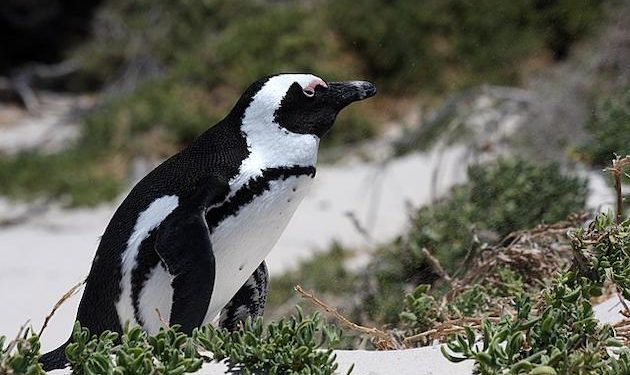 After 1,900 mile journey from Antarctica, penguin found in New Zealand