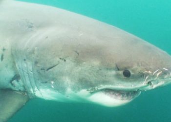 London’s Thames River, Once ‘Biologically Dead,’ Is Now Home to Venomous Sharks, Report Finds