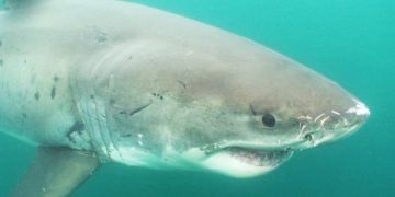 London’s Thames River, Once ‘Biologically Dead,’ Is Now Home to Venomous Sharks, Report Finds