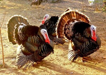 Before Thanksgiving, turkey prices rise 22% in some parts of country