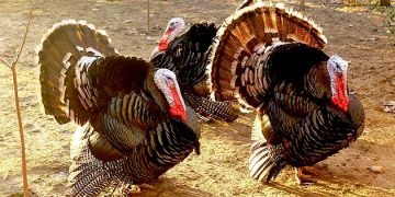 Before Thanksgiving, turkey prices rise 22% in some parts of country
