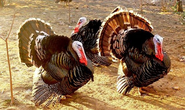 Before Thanksgiving, turkey prices rise 22% in some parts of country