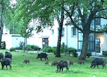 Plagued by wild boars, Hong Kong begins tranquilizing, killing them