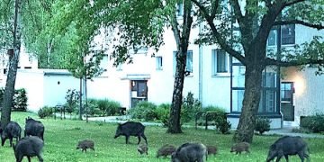 Plagued by wild boars, Hong Kong begins tranquilizing, killing them