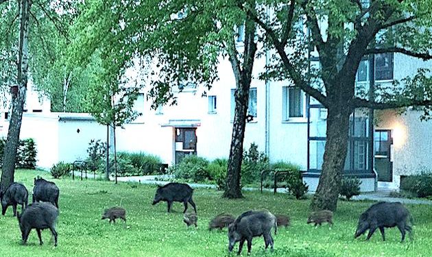 Plagued by wild boars, Hong Kong begins tranquilizing, killing them