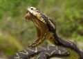 Air Force Personnel Bitten By Snake In Her Toilet Dies