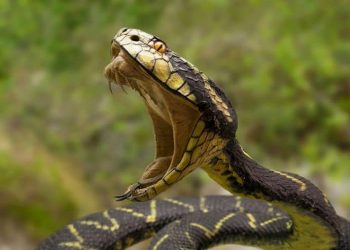 Air Force Personnel Bitten By Snake In Her Toilet Dies