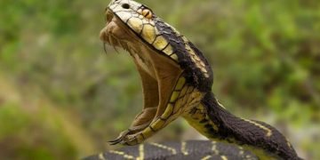 Air Force Personnel Bitten By Snake In Her Toilet Dies