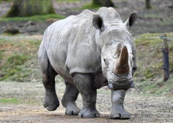 Rwanda receives 30 white rhinos in single largest translocation