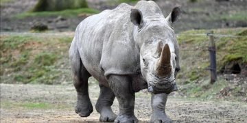 Rwanda receives 30 white rhinos in single largest translocation