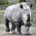 Rwanda receives 30 white rhinos in single largest translocation