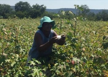 Jobless youths switching to farming in Zimbabwe