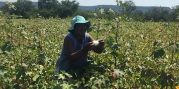 Jobless youths switching to farming in Zimbabwe