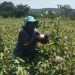 Jobless youths switching to farming in Zimbabwe