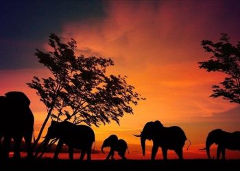 ‘Planned killing’ of elephants continues to grab forest land in Bangladesh