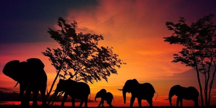 ‘Planned killing’ of elephants continues to grab forest land in Bangladesh