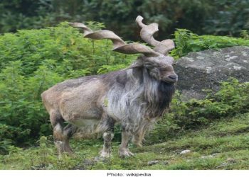 Turkish businesswoman wins $160,250 license to kill in Pakistan