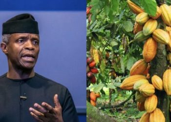 Why EU countries reject cocoa from Nigerian farmers: Osinbajo