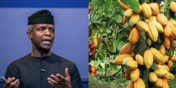 Why EU countries reject cocoa from Nigerian farmers: Osinbajo