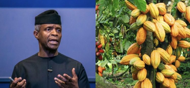 Why EU countries reject cocoa from Nigerian farmers: Osinbajo