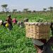 $538 million agro-zones projects can solve poverty in Nigeria: AfDB special adviser