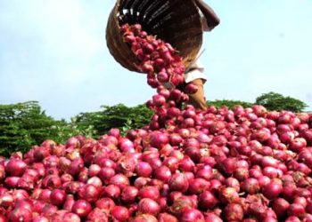 Farmers launch new onions bags to reduce post-harvest loss