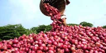 Farmers launch new onions bags to reduce post-harvest loss