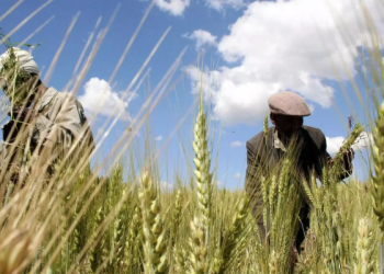 FG distributes wheat seeds to farmers in Kano, Katsina, Kaduna