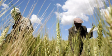 FG distributes wheat seeds to farmers in Kano, Katsina, Kaduna