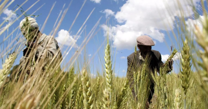 FG distributes wheat seeds to farmers in Kano, Katsina, Kaduna